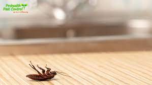 roaches in kitchen cabinets