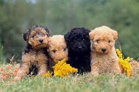 Uptown puppies is what happens when top chicago poodle breeders join together to deliver the best poodle puppies. How To Spot A Puppy Scam Online American Kennel Club