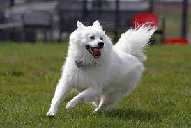 american eskimo breed information and