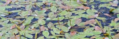 aquatic herbicides to get rid of pondweed