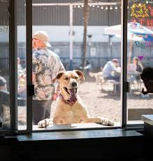 dog friendly restaurants in austin