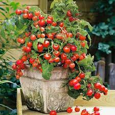 homemade fertilizers for tomatoes
