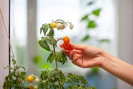 ミニトマトの収穫に最適なタイミングは？家庭菜園で失敗しないコツ | コーナンTips