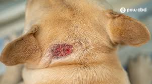 dog hot spot vs ringworm what you need