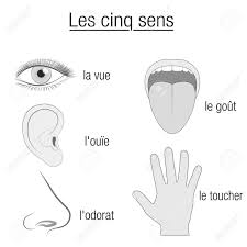 Five Senses French Names Chart With Sensory Organs Eye Ear
