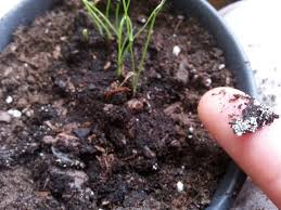 White Bugs In Soil Plant Insects