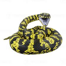 zebra jungle carpet python 3d