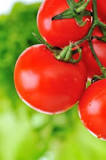 What does Epsom salt do for tomatoes?
