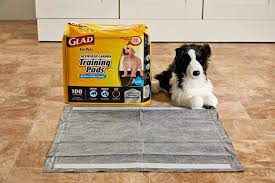 the 7 best puppy pads of 2024 tested