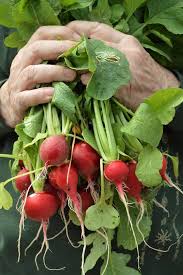 Remarkable Radishes In The Victory