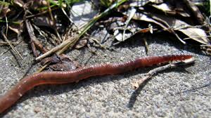 Watch this video to learn all about our worms in the greenhouse! The Real Reason You See Earthworms After Rain