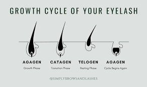 EYELASH GROWTH CYCLE