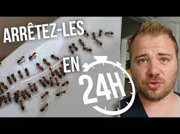 les fourmis dans sa maison