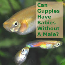 Can Guppies Have Babies Without A Male Pethelpful