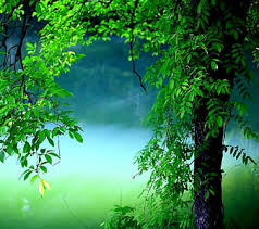 nature nature hd wallpaper peakpx