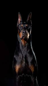 hd doberman wallpapers peakpx