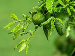 tips on fertilizing a lime tree when