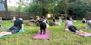 summerville goat yoga flowertown