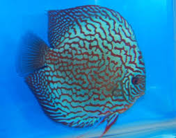 Нам полтора месяца, от личинки. Altum Flora Red Turquoise Discus Fish 2 Inch Mac S Discus