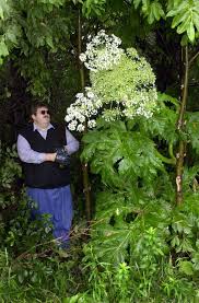 Giant Hogweed A Plant That Can Burn And Blind You But Dont Panic