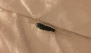control of silverfish pests in homes