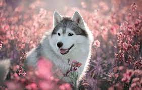 100 cute husky pictures wallpapers com