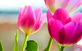 tulips background wallpaper 70 images
