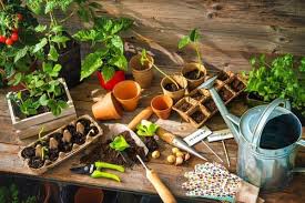 7 Frugal Gardening Tips For Beginners