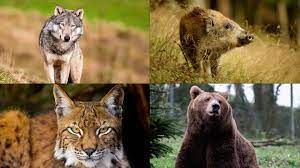 For this list, we're looking at endangered species who are most at risk for going. Wales A Haven For Wildlife But For How Long Bbc News
