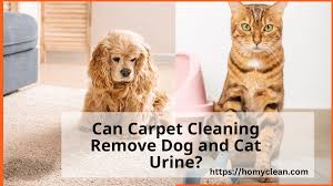 can carpet cleaning remove dog and cat