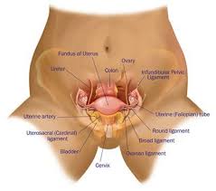 The pelvic cavity is a body cavity that is bounded by the bones of the pelvis and which primarily contains reproductive organs and the rectum. Pelvic Anatomy