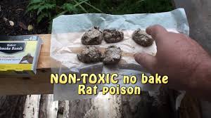 killing rats what works non toxic