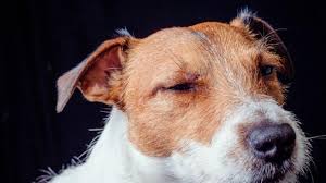 eye injuries in dogs petmd