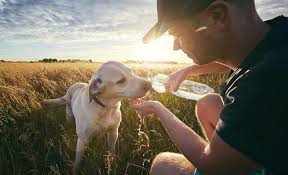 how to rehydrate a dog a step by step