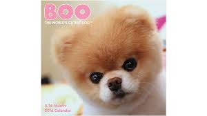 19 adorable babies and pups who love each other unconditionally; Day Dream 2016 Boo The World S Cutest Doga Mini Calendar Ddmn71 16 Shopswell Dog Beanie Cute Puppies Cute