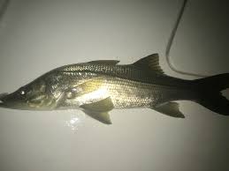 dock light snook only on a fly