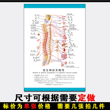 Buy Overview Of The Physiology Of The Autonomic Nervous