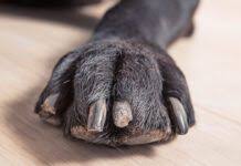 common toenail injuries on dogs whole