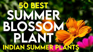 50 best summer flowering plants in