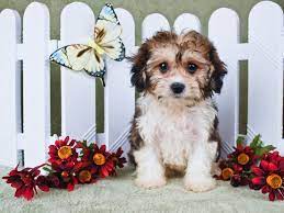 It is a crossbreed of cavalier king charles spaniel and bichon frise. Cavachon Rescue Lovetoknow