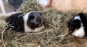 4 reasons why hay racks are bad and 3