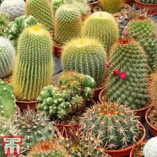 Cactus Mix (House Plant) | Thompson & Morgan
