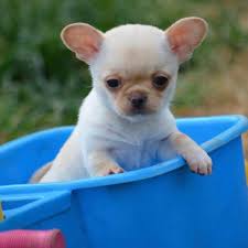 From adorable little teacup poodles to big, regal standard poodles, the breed. Chihuahua Puppies For Sale Tennessee 1 Tn 357332