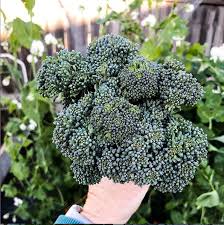 How To Grow Broccoli In Central Texas