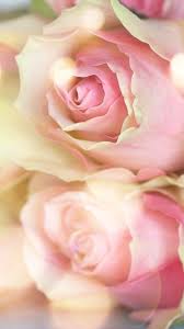 Pink Rose Flower vivo Y20 HD Wallpapers ...
