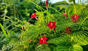 cypress vine facts grow tips care