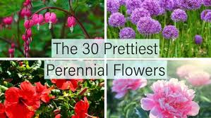 The following list of perennial flowers will help you choose just which permanent plants you want to invite into your garden to stay. The 30 Prettiest Perennial Flowers Home Stratosphere