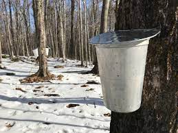 maple syrup supplies