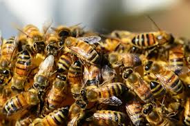 Urban rooftops and suburban backyards can be suitable sites for beehives. Where To Get Honey Bees Buying Bees Vs Catching Your Own The Old Farmer S Almanac