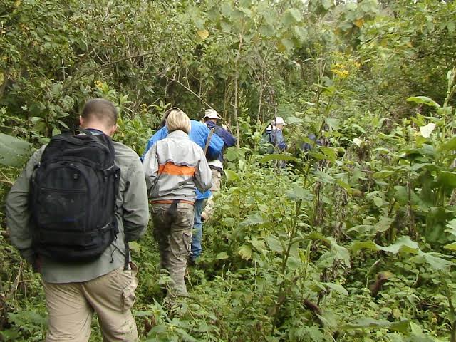 How Long Does Gorilla Trekking Take? Is if Difficult? How Fit Are You?